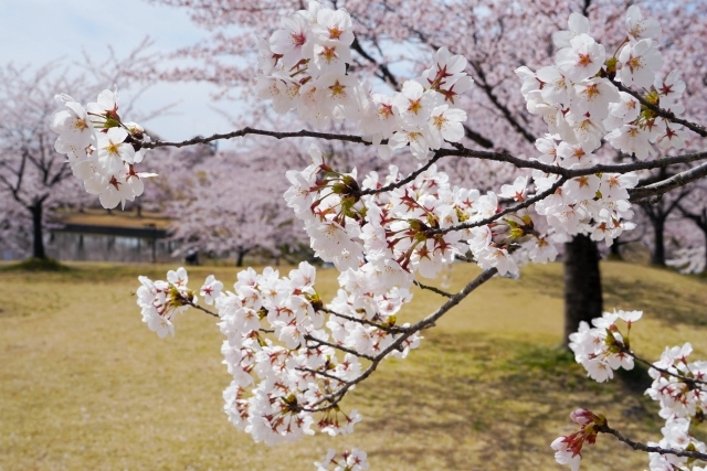 お花見